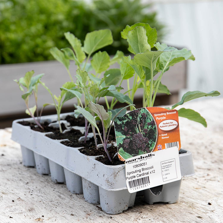 Broccoli Plant 'Purple Sprouting Cardinal'