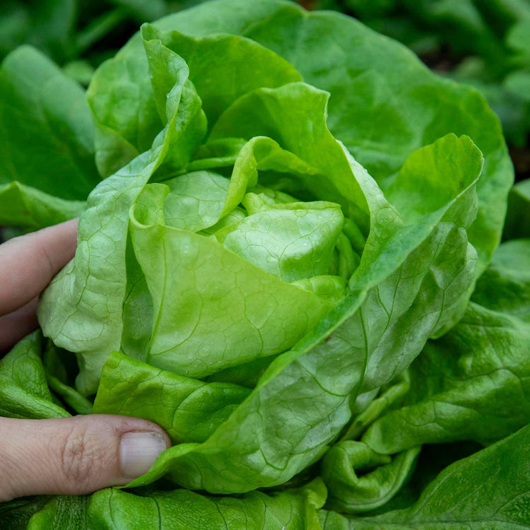Lettuce Plant 'Butterhead'