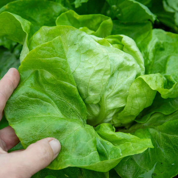 Lettuce Plant 'Butterhead'
