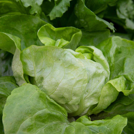 Lettuce Plant 'Butterhead'