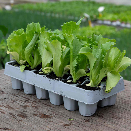 Lettuce Plant 'Iceberg 3'
