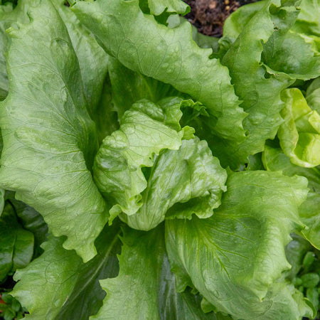 Lettuce Plant 'Iceberg 3'