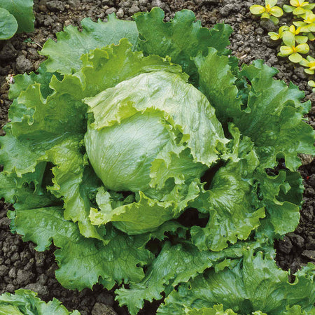 Lettuce Plant 'Saladin'