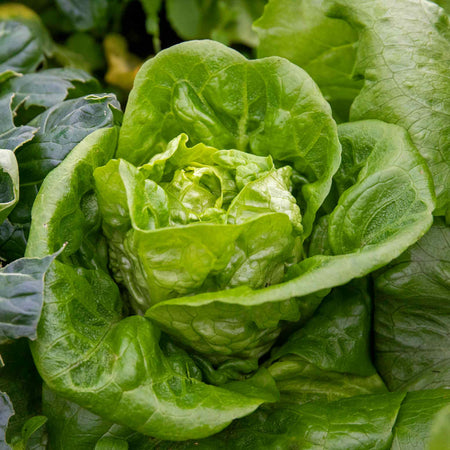 Lettuce Plant 'Winter Gem'