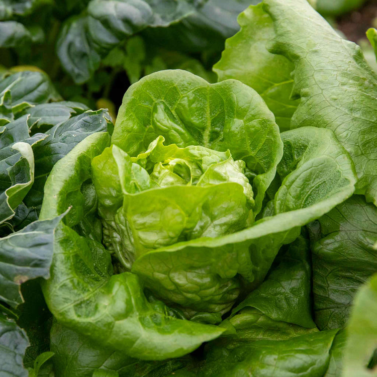Lettuce Plant 'Winter Gem'