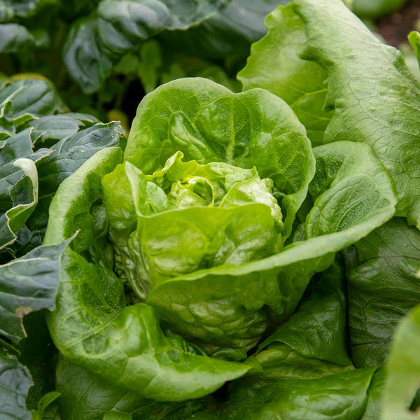 Lettuce Plant 'Winter Gem'