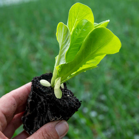 Lettuce Plant 'Winter Gem'
