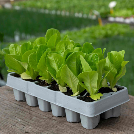 Lettuce Plant 'Winter Gem'