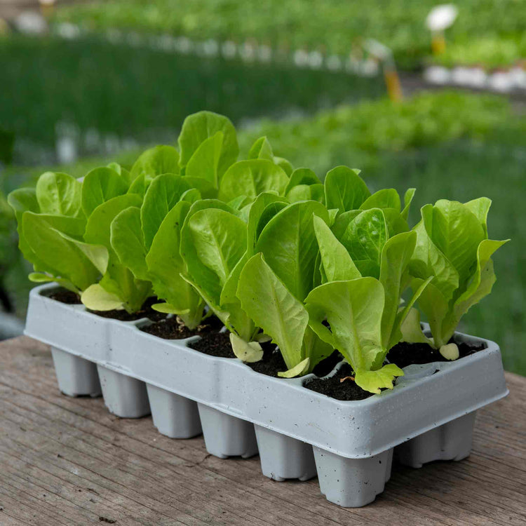 Lettuce Plant 'Winter Gem'