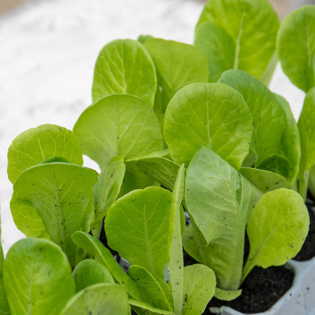 Lettuce Plant 'Winter Gem'