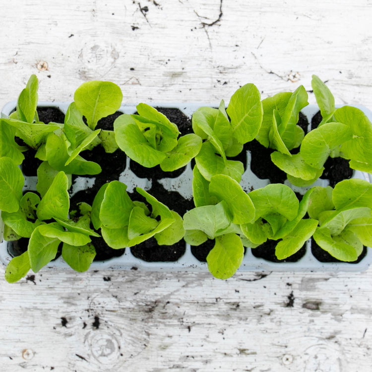 Lettuce Plants 'Little Gem'