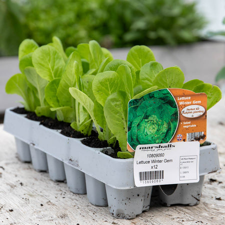 Lettuce Plant 'Winter Gem'