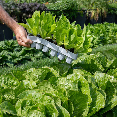 Lettuce Plant 'Winter Gem'