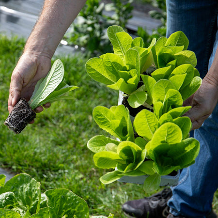 Lettuce Plant 'Winter Gem'