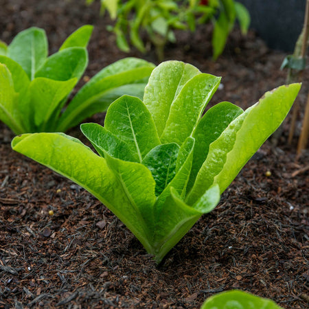 Lettuce Plant 'Winter Gem'