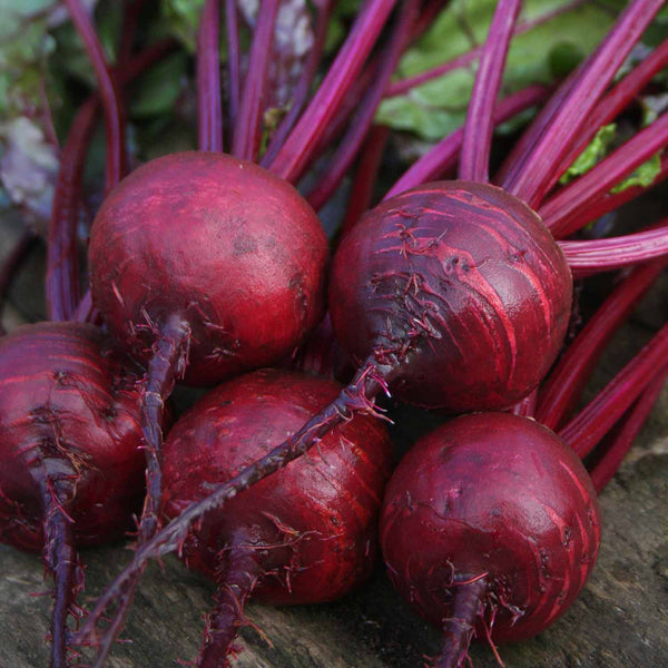 Beetroot Plant 'Boston'