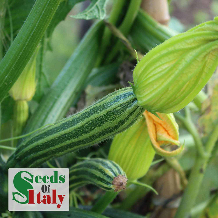 Courgette Plant 'Striato'