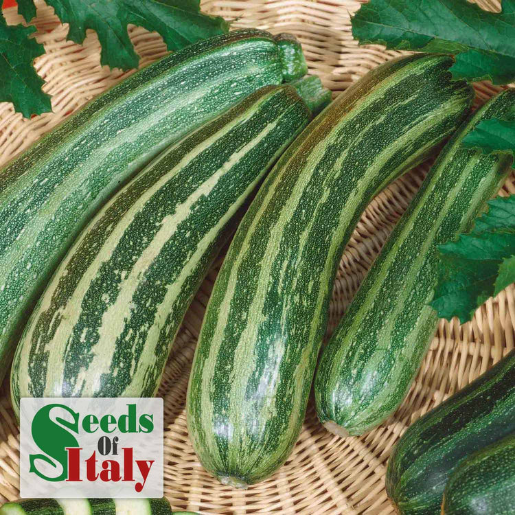 Courgette Plant 'Striato'