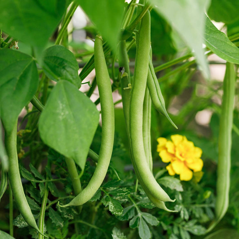 French Bean Plant 'Dwarf Boby Bianco'