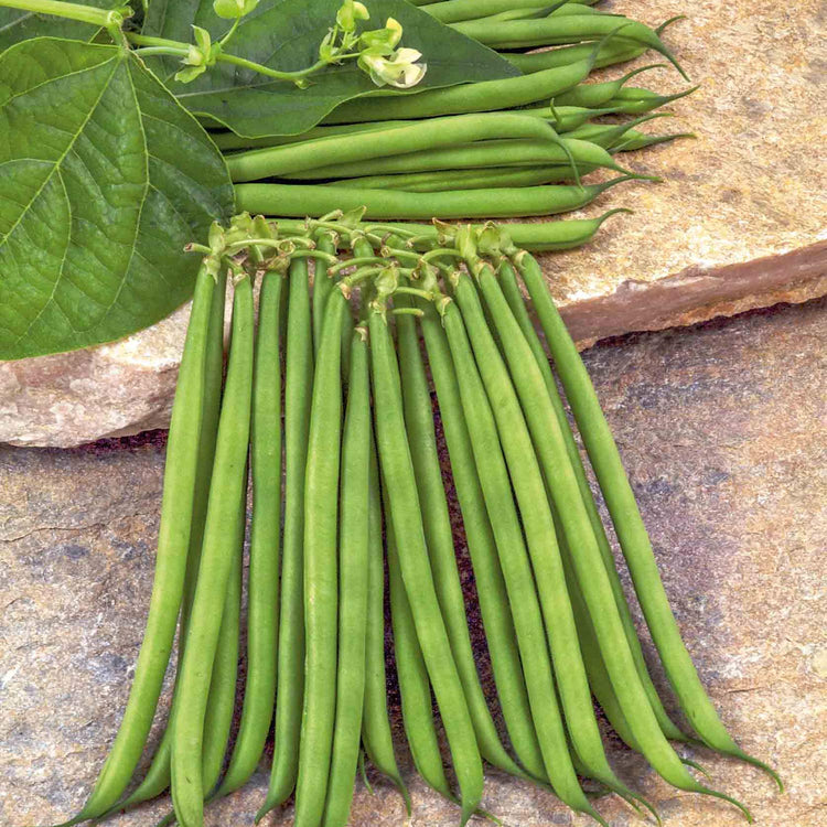 French Bean Plant 'Dwarf Boby Bianco'