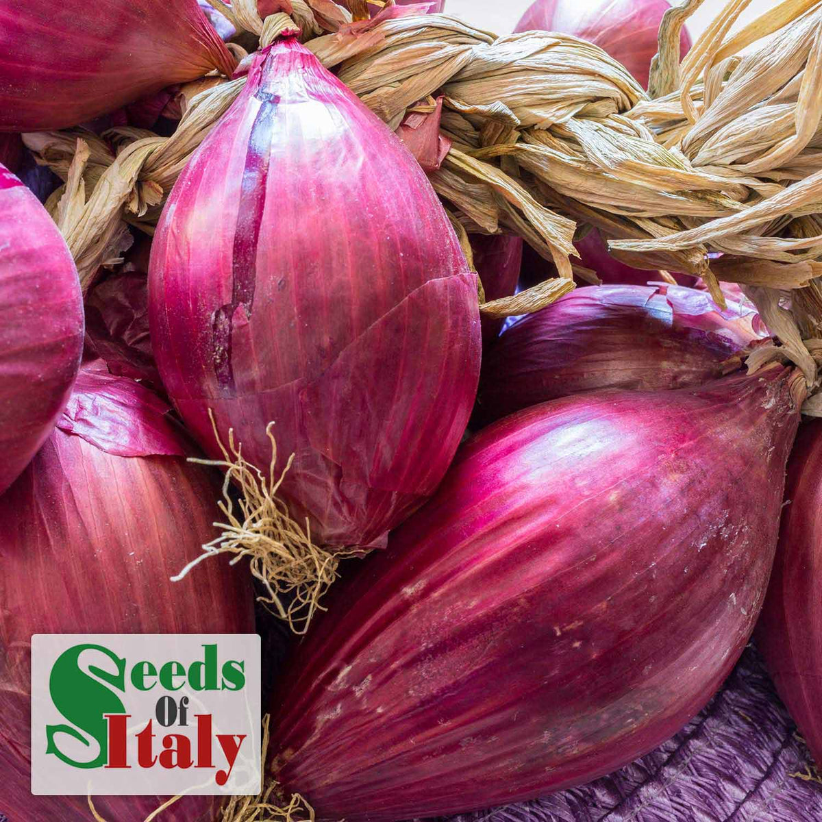 Onion 'Tropea Long' Plants June Despatch Buy Onion Plants Online