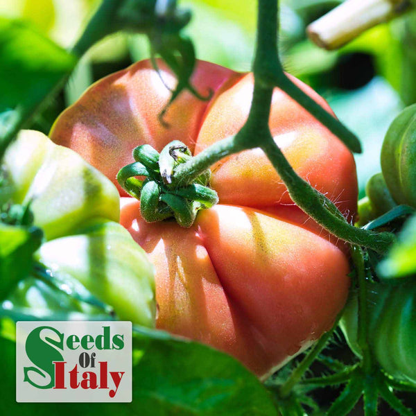 Cordon Tomato Plant 'Costoluto Fiorentina'