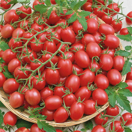 Cordon Tomato Plant 'Muscato'