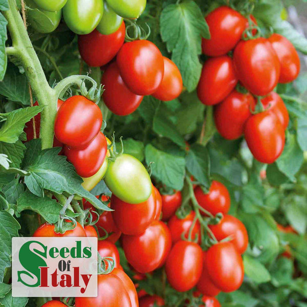 Bush Tomato Plant 'Rio Grande Toboga'