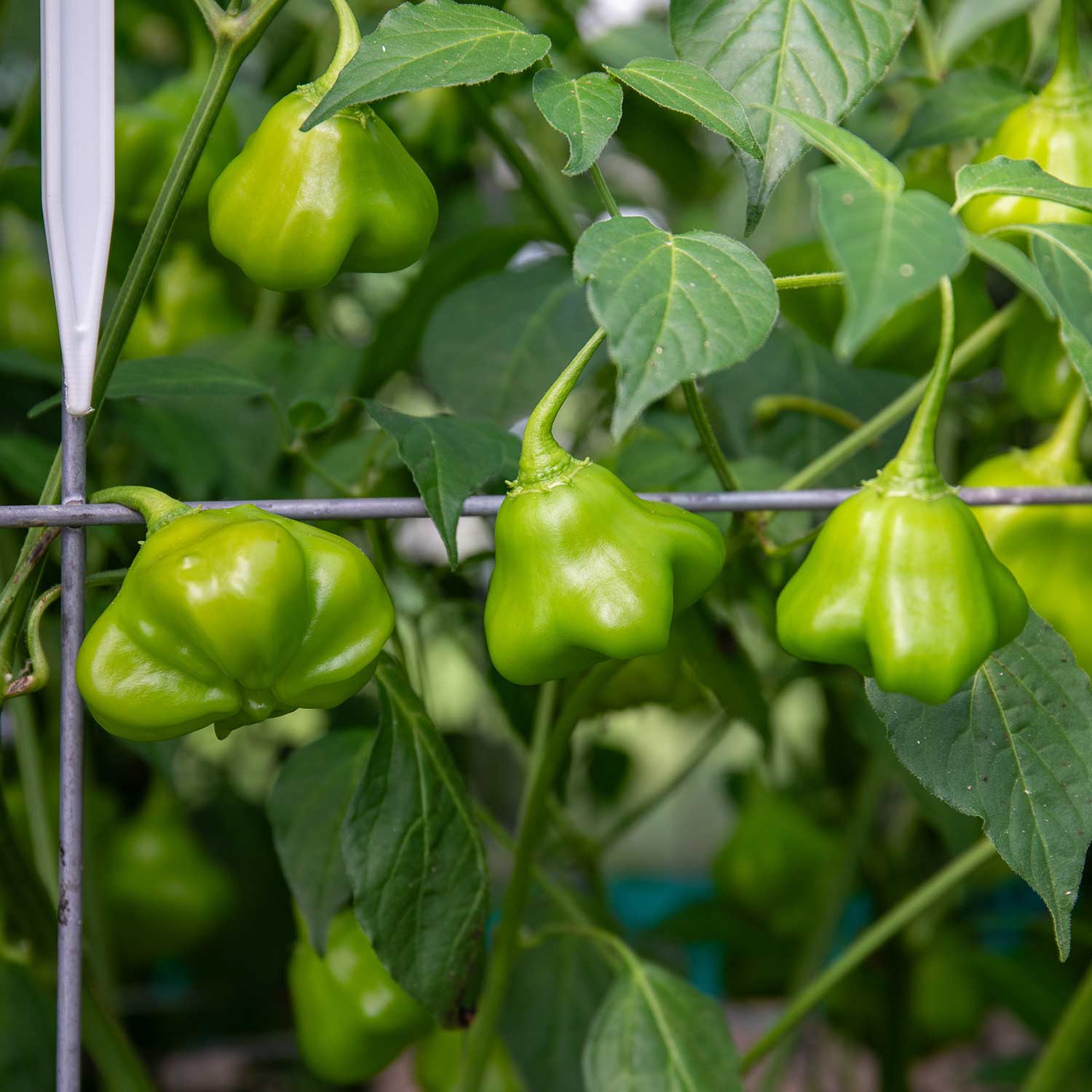 Chilli Pepper Crown' Plugs Mid May Despatch Buy Chilli