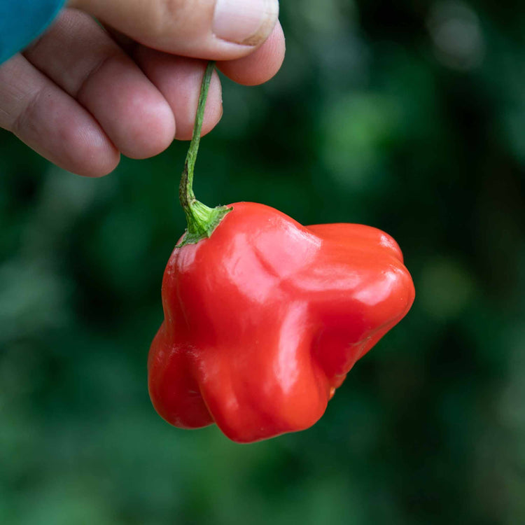 Chilli Plant 'Bishops Crown'