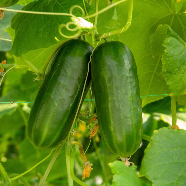 Cucumber Plant 'Party Time'