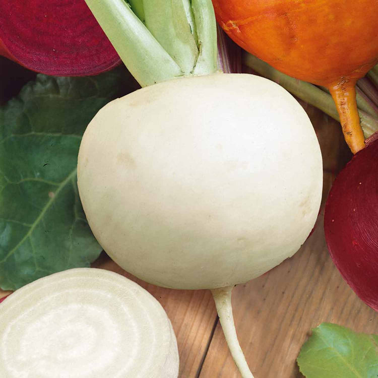 Beetroot  Plant 'Albino Ice'