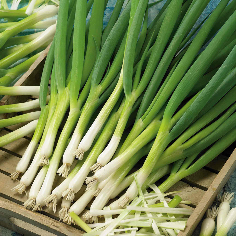 marshalls garden spring onion seeds 'gerda Spring Onion Seeds 'Marksman'