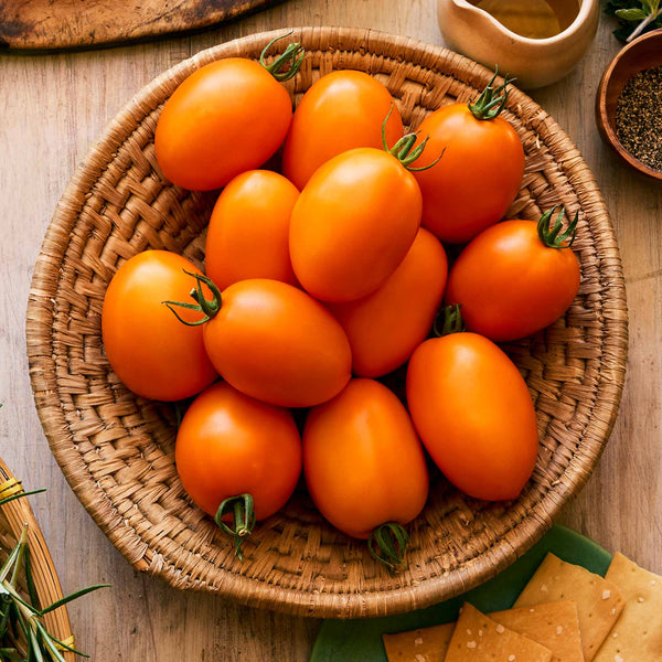 Cordon Tomato Plant 'Vivacious'