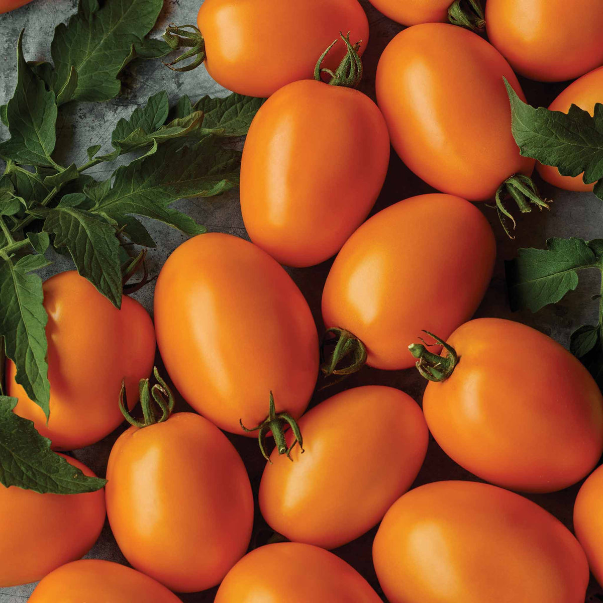 Tomato 'Vivacious' 3 Super Plugs Buy Tomato Plants Online Tomato Plants for Sale