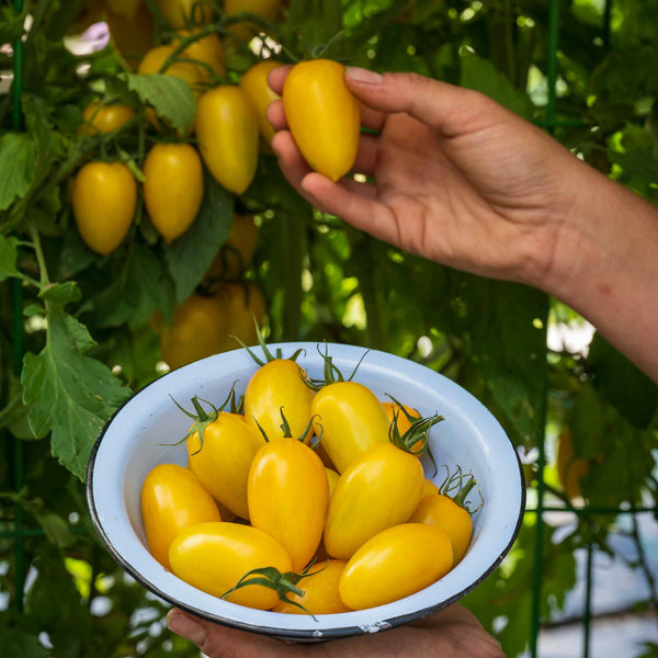 Cordon Tomato Plant 'Bliss'