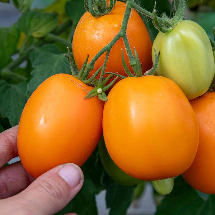 Cordon Tomato Plant 'Vivacious'