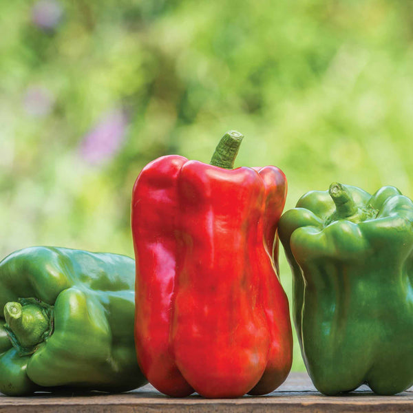 Sweet Pepper 'Panache' Plugs - Mid May Despatch