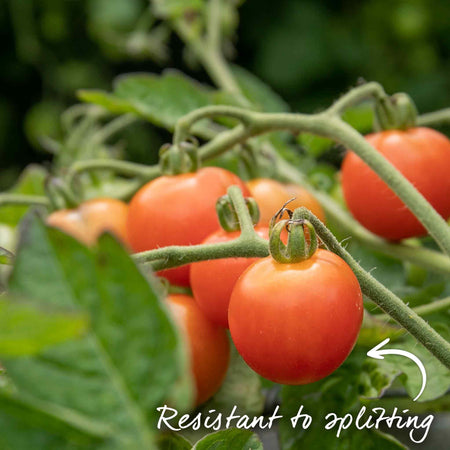 Bush Tomato Plant 'Lizzano'