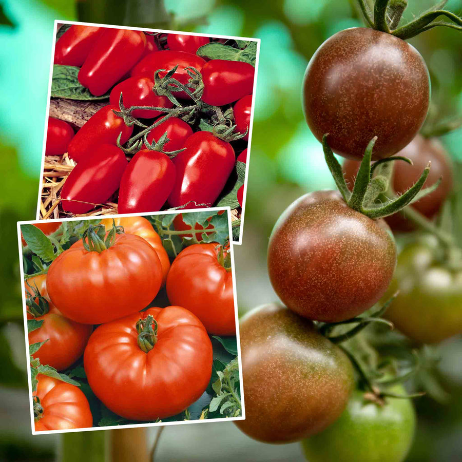 Tomato Outdoor Collection 6 Plants Mid May Despatch Buy Tomato Plants Online Tomato Plants