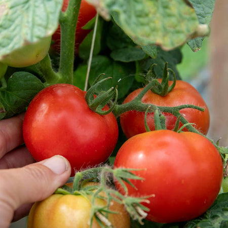 Bush Tomato Plant 'Summerlast'