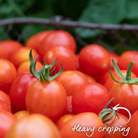 Cordon Tomato Plant 'Sweet Million'