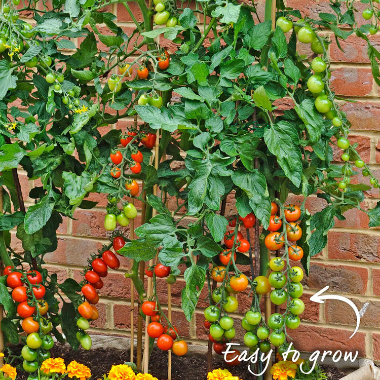 Cordon Tomato Plant 'Sweet Million'