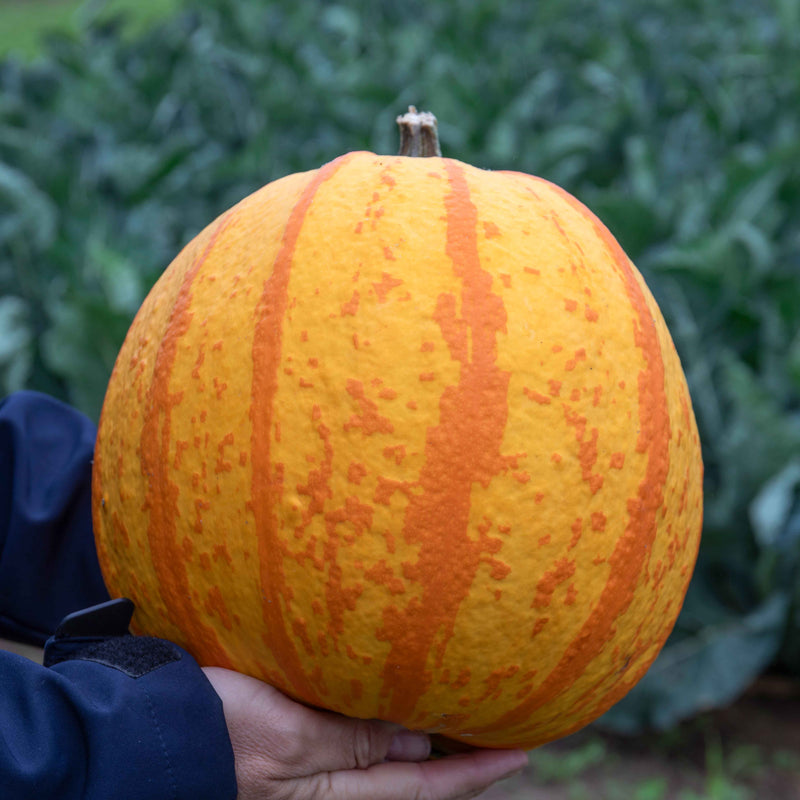 Pumpkin Plant 'Fireball'