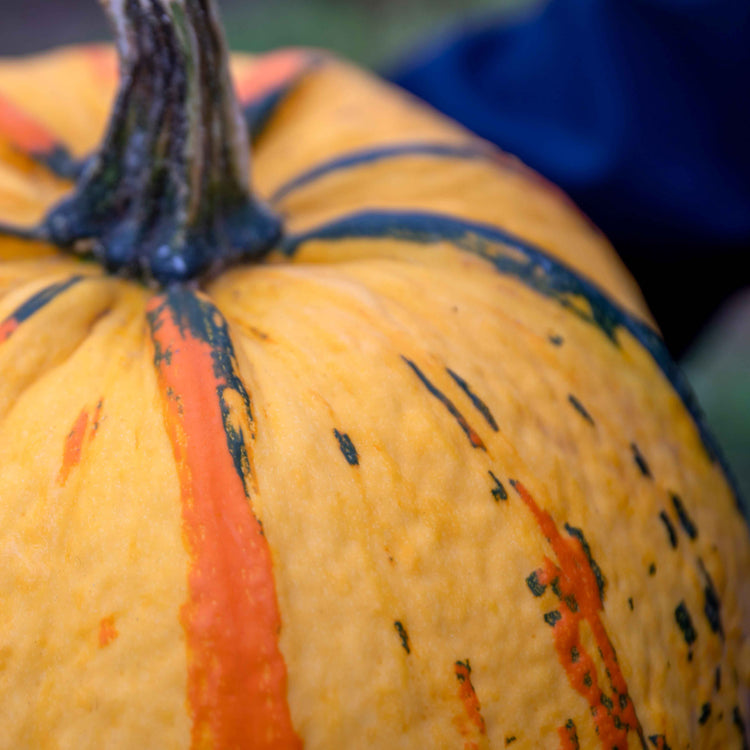 Pumpkin Plant 'Fireball'