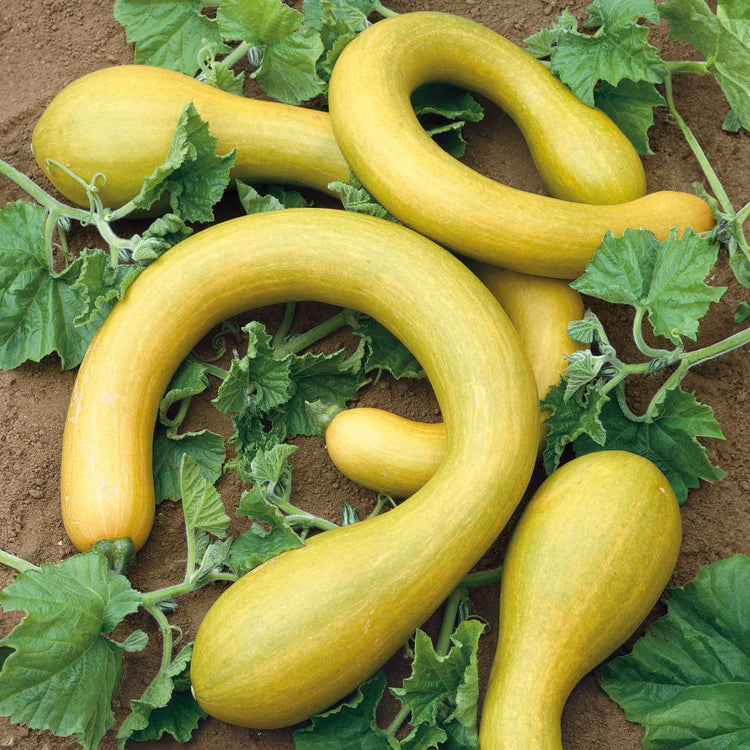 Squash Plant 'Tromboncino'