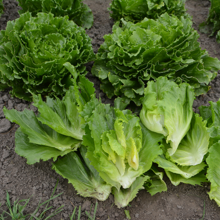 Lettuce Plant 'Grewger'