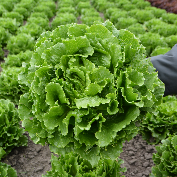 Lettuce Plant 'Grewger'