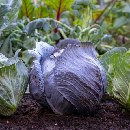 Cabbage Plant 'Red Rovite'