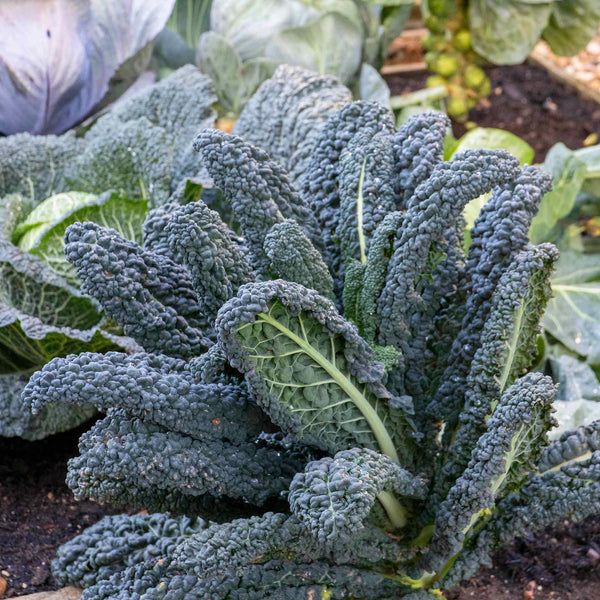 Kale Cavolo Nero 'Black Magic' - 8 Seedlings